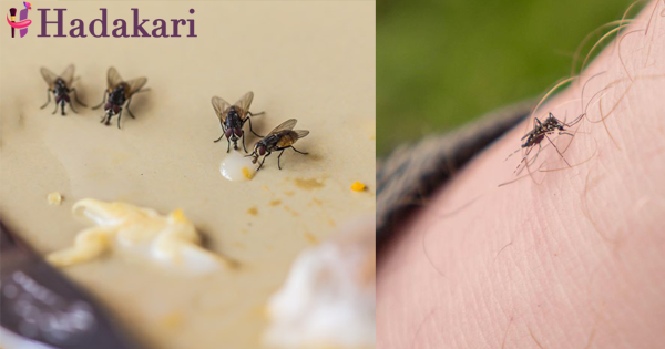 කරදරකාරී මැස්සන්, මදුරුවන් සදහටම එළවන්න පිළියම් කරන්නේ මෙන්න මෙහෙමයි | How to get rid of mosquitoes and house flies